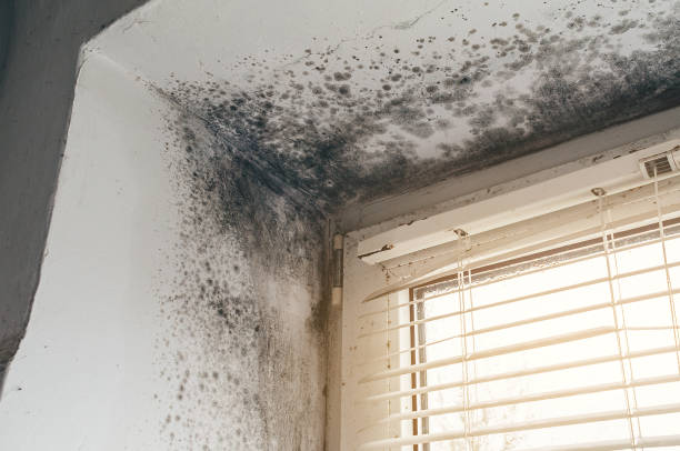 Affordable Mold Inspection And Testing solutions in Young America, MN